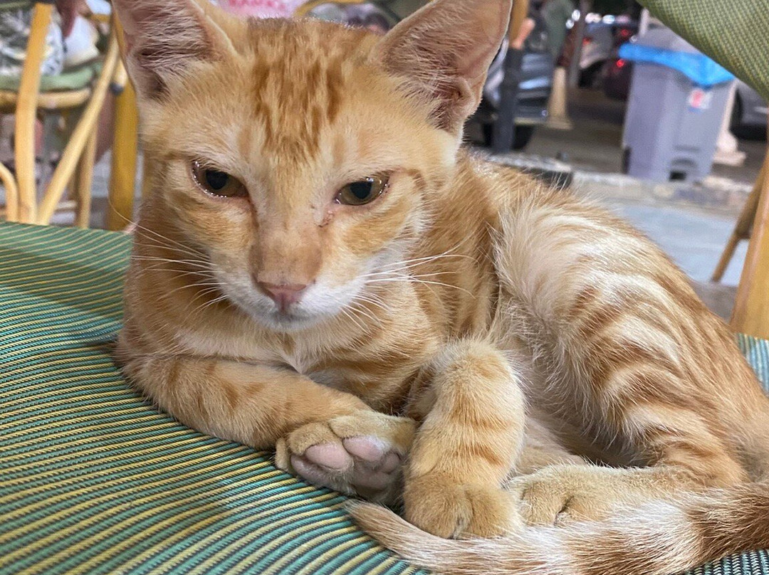 Mango Market-沙姆沙伊赫必去景点