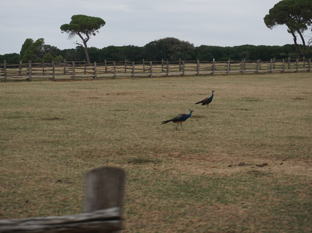 Safari Park-Brijuni National Park必去景点