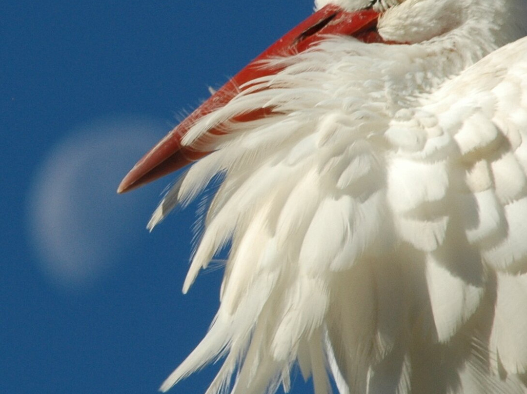 Centro Cicogne-西莱亚必去景点