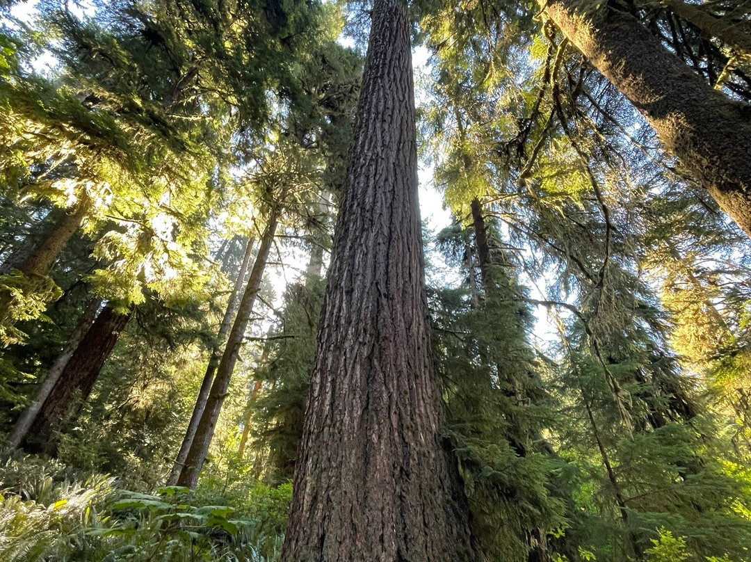 Quinault Rain Forest-奥林匹克国家公园必去景点