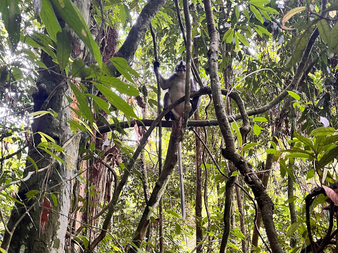 EcoTravel Bukit Lawang - Tours & Treks-武吉拉旺必去景点