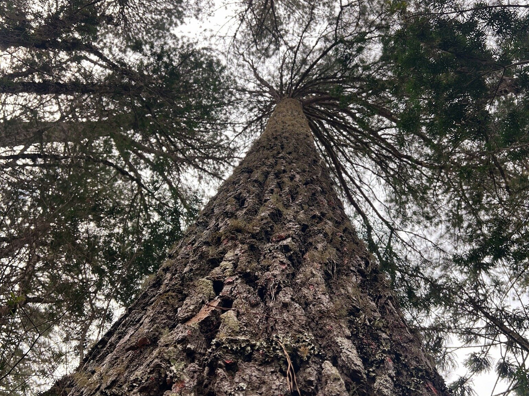 Parque Estadual Campos do Jordao-坎普斯－杜若尔当必去景点