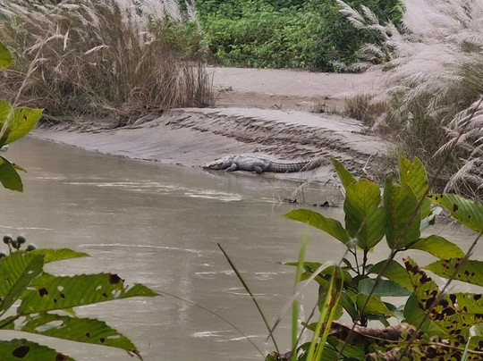 尼泊尔野生动物度假酒店主图