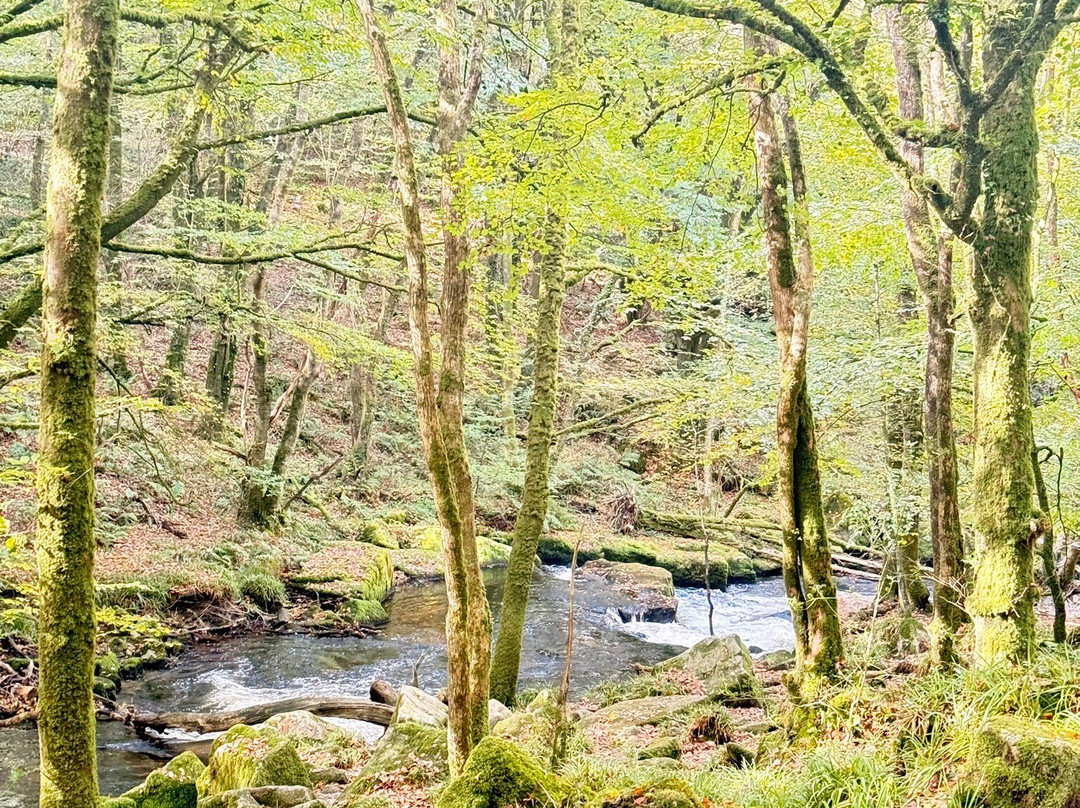 Golitha Falls-利斯卡德必去景点