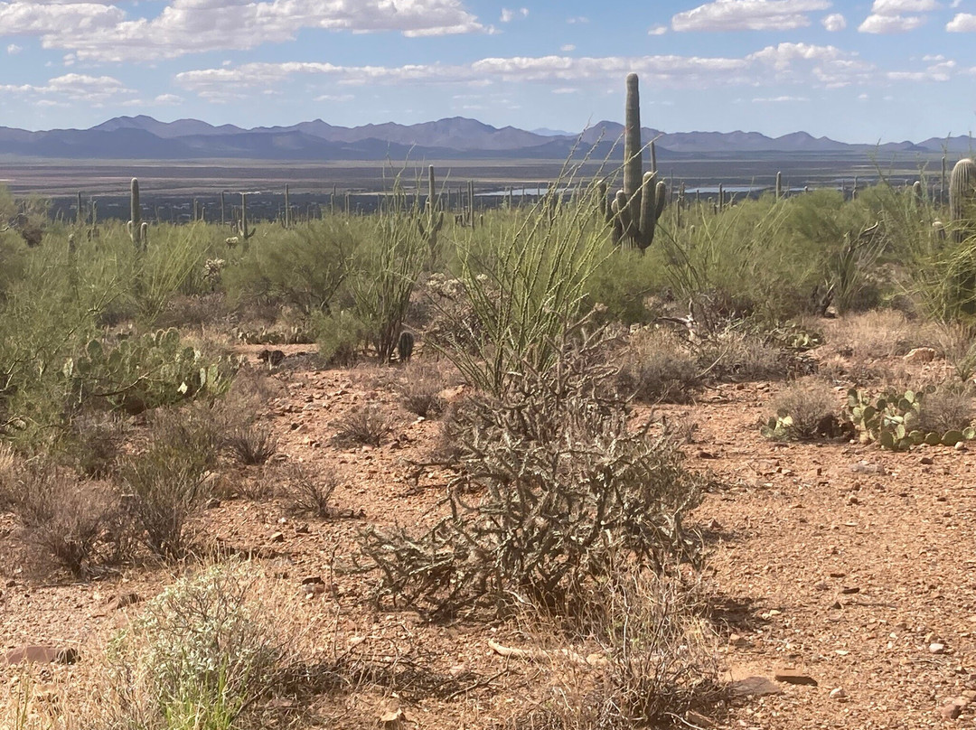 Tucson Mountain Park West-图森必去景点
