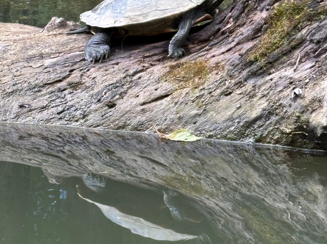 Nachand Canoe and Kayak Rentals-Prospect必去景点