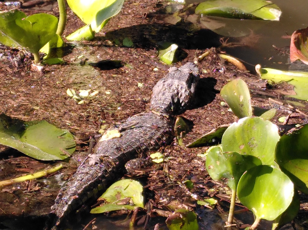 Pantanal Click-米兰达必去景点