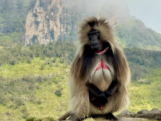 Ethiopian Wolf Trekking-Debark必去景点