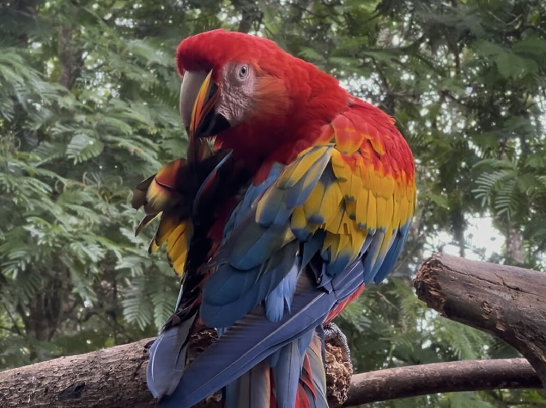 Jaguar Rescue Center-旧港必去景点