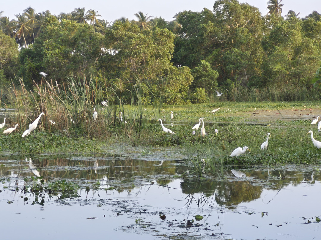 Kalametiya Lagoon Safari-Hungama必去景点