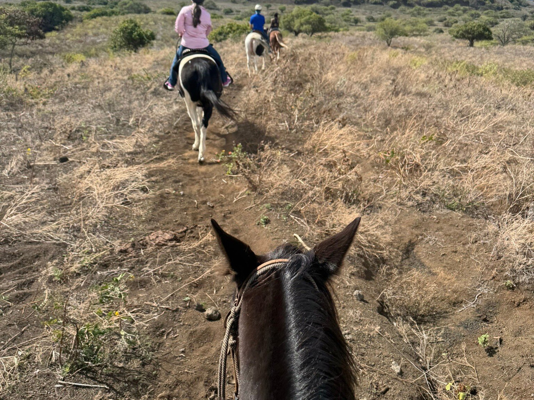 Triple L Ranch Horseback Tours-库拉必去景点