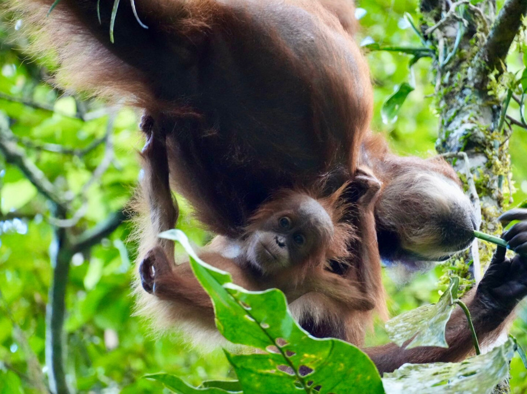 Jhony Jungle Trekking-Ketambe必去景点