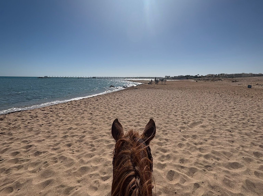 Trip Adventure-赫尔格达必去景点