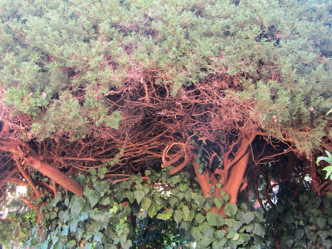 Museo Frédéric Chopin y George Sand-法德摩萨必去景点