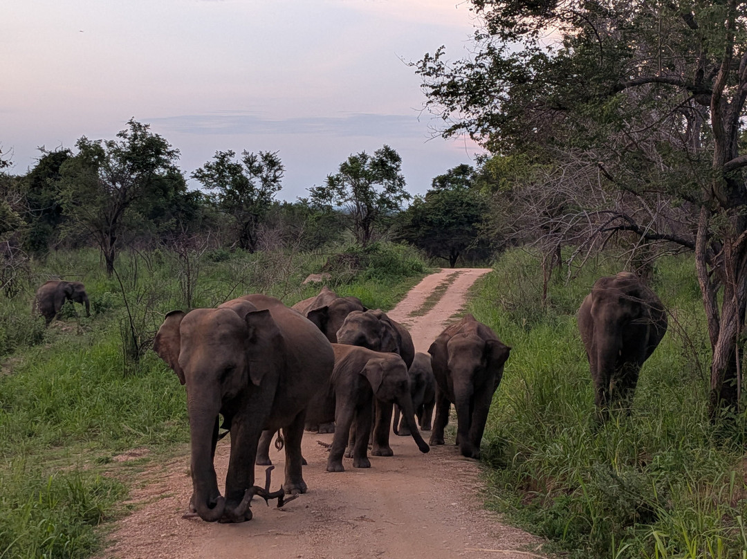 Safari With Asanka-锡吉里亚必去景点