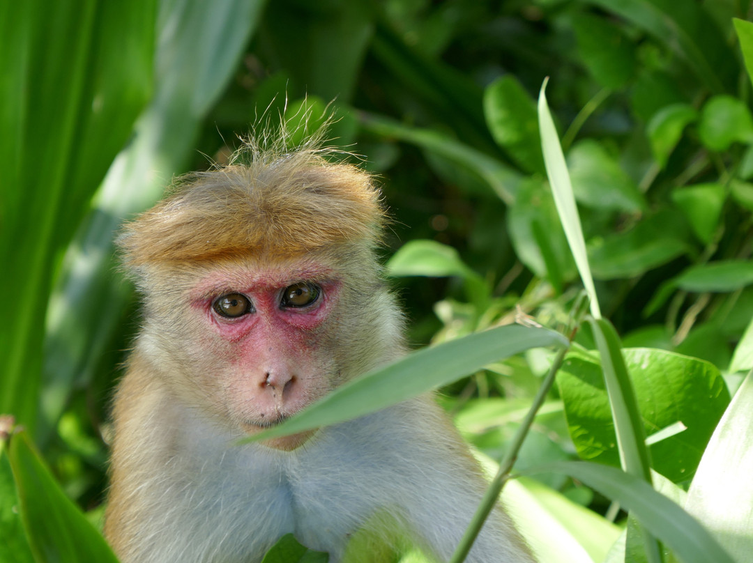 Shan Lanka Tours - Travel with Rukmal-Marawila必去景点