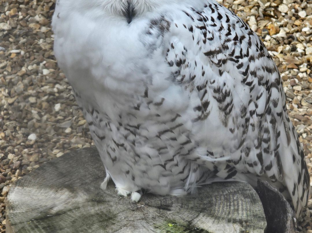 Mablethorpe Seal Sanctuary and Wildlife Centre-Mablethorpe必去景点
