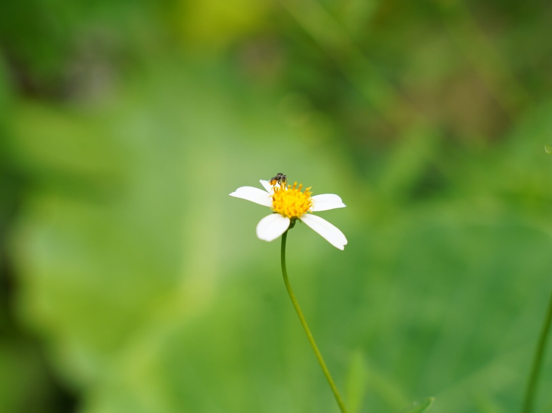 富国岛蜜蜂农场-富国岛必去景点
