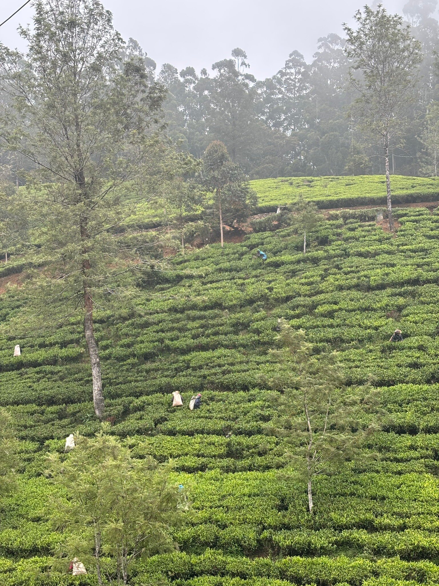 遗产茶厂酒店-官方
