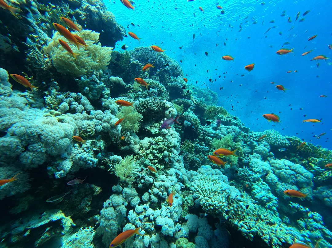 Blue Planet Diving Center-沙姆沙伊赫必去景点