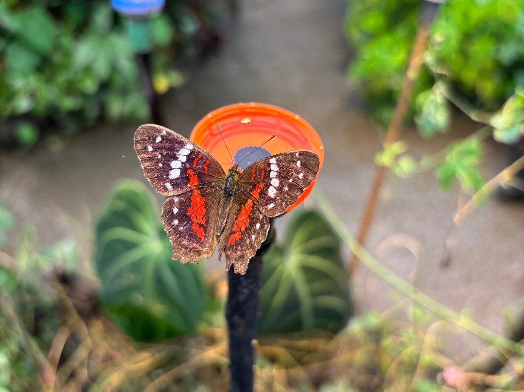 Magic of Life Butterfly House-Cwmbrwyno必去景点