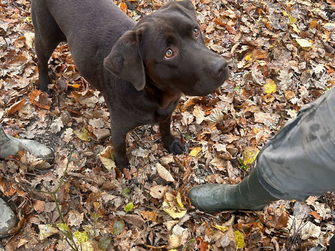 Scilla Truffle Hunting-Castelnuovo Don Bosco必去景点