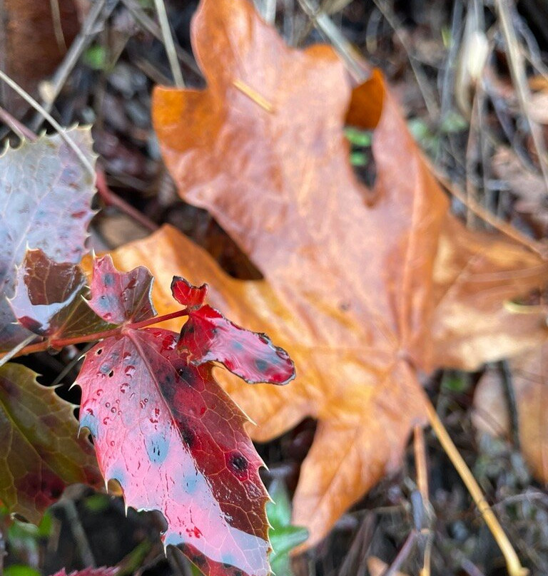 Malahat Skywalk-Malahat必去景点