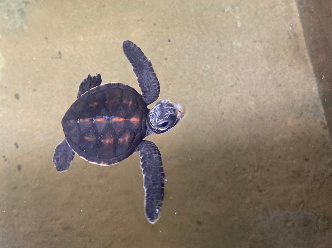 Charli Tours-亚洪加拉必去景点