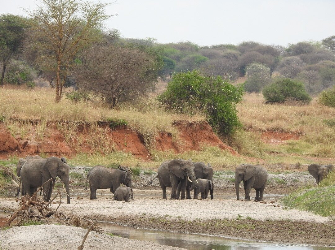 Regal African Safaris-Usa River必去景点