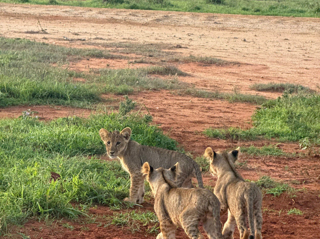 Discovery Kenya con Fragola-瓦塔木必去景点