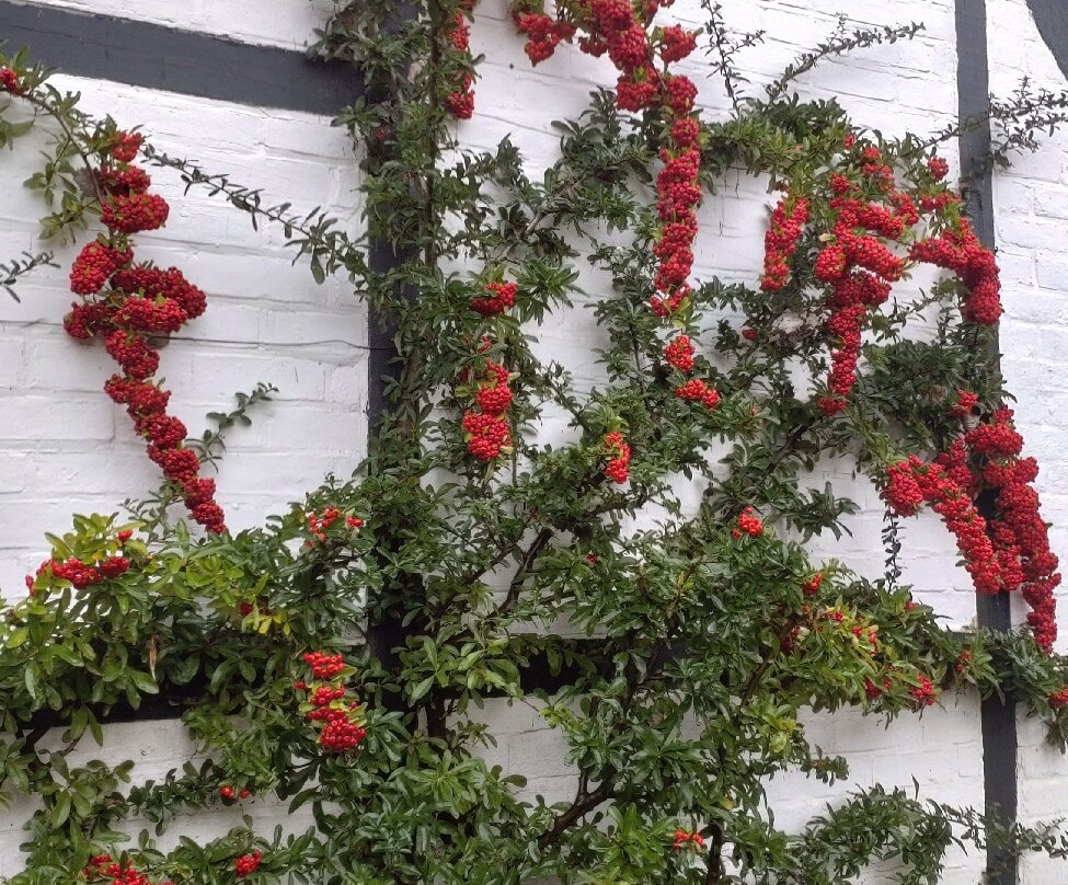 The Swan Hotel Alresford主图