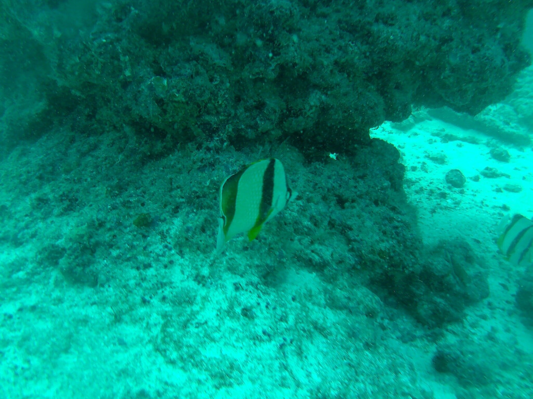 Scubacaribe Boa Vista-博阿维斯塔必去景点