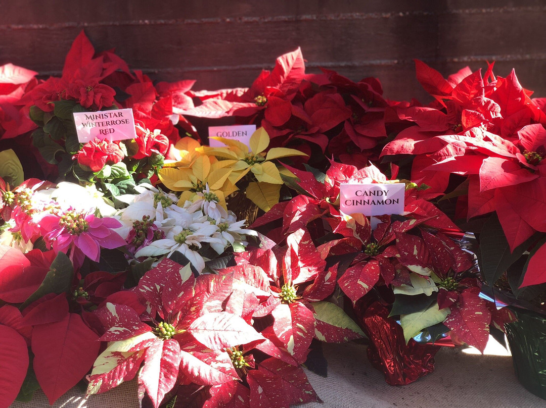 Ventura Botanical Gardens-文图拉县必去景点