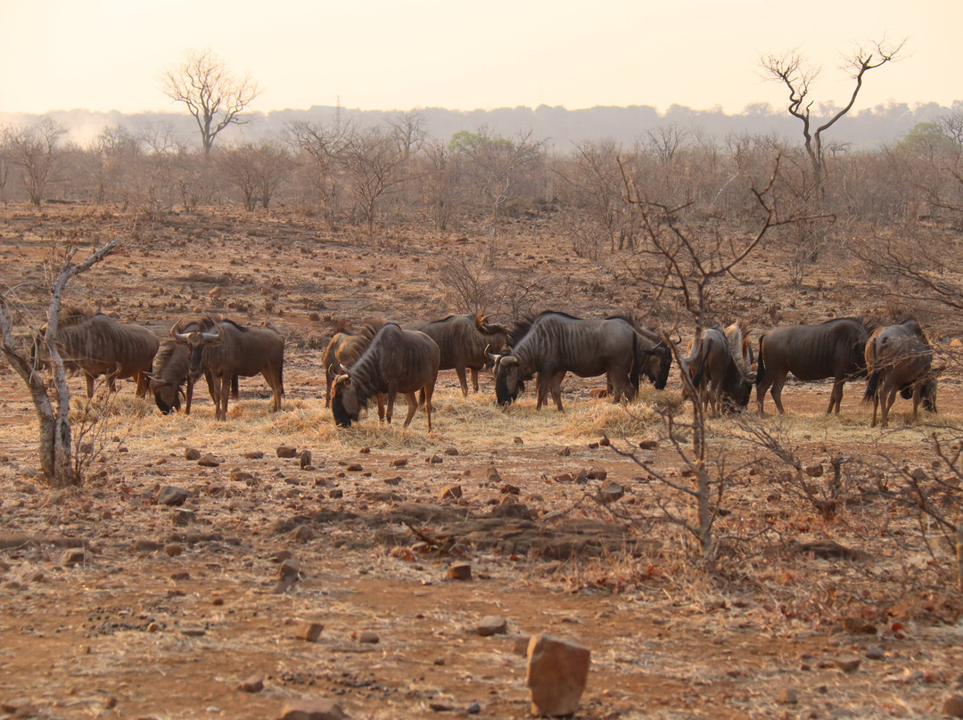 The Wallow Lodge主图