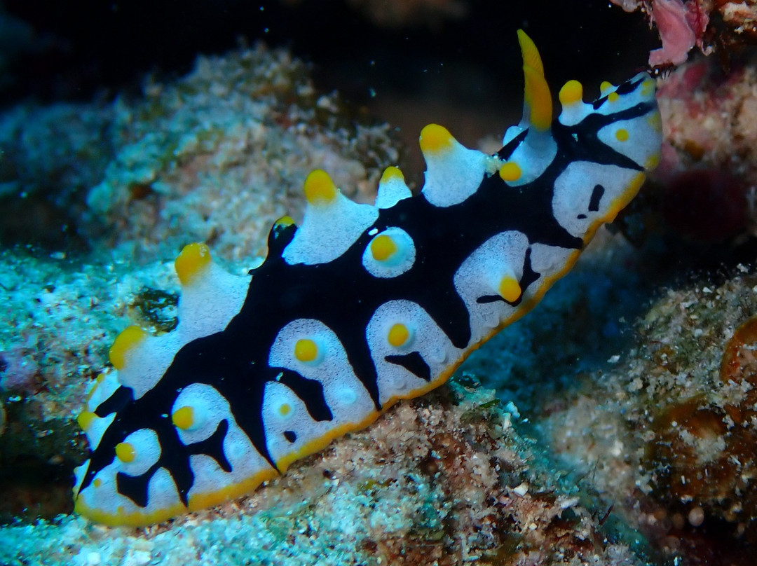 Atlantik Diving Center-艾尔可西利亚必去景点