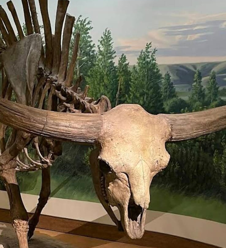 Royal Saskatchewan Museum-里贾纳必去景点