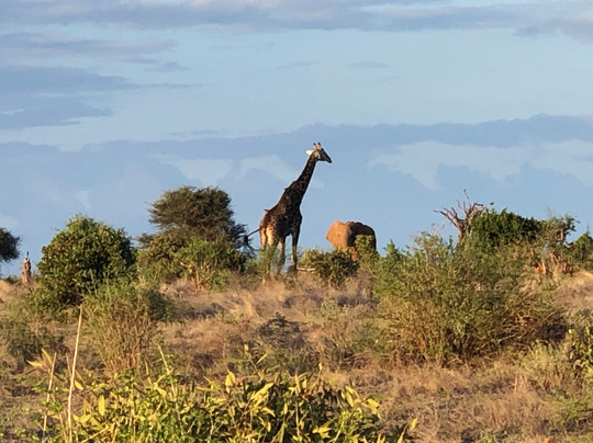 Safari Kenya Con Barbagianni-瓦塔木必去景点