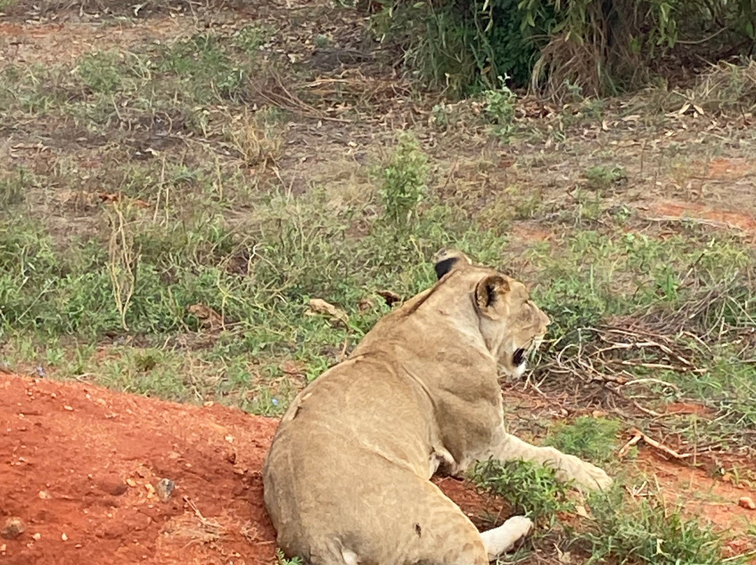 Mufasa Tours and Travels-内罗毕必去景点