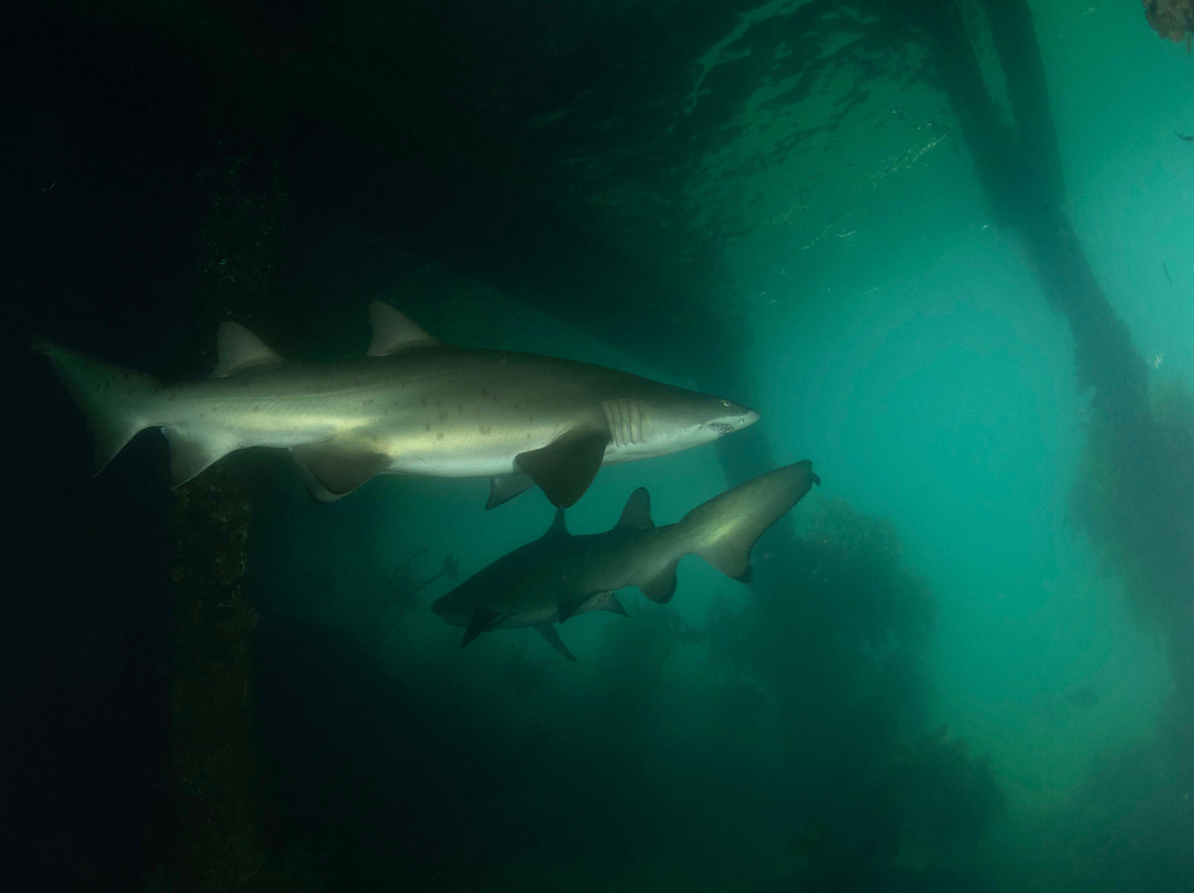 Dive Centre Manly-曼利议会必去景点