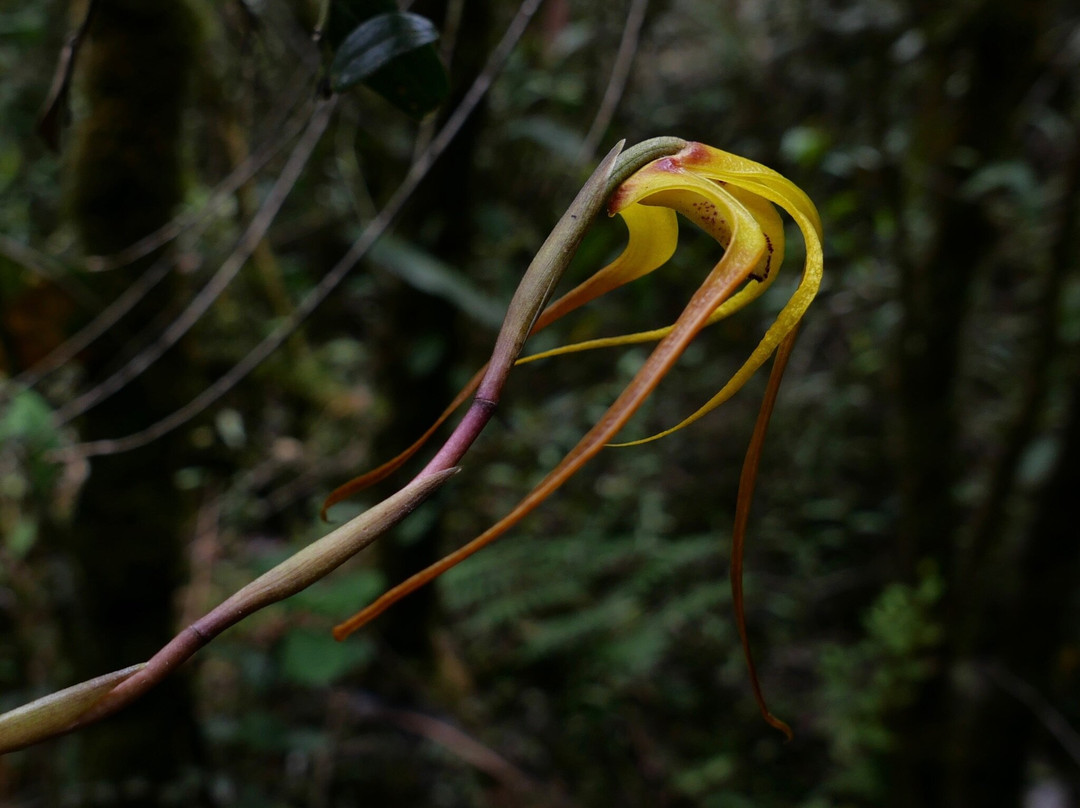 Jaguarundi Travel-波哥大必去景点