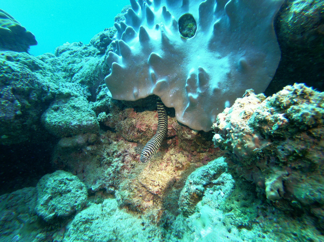 Euro-Divers Albion-阿尔比恩必去景点