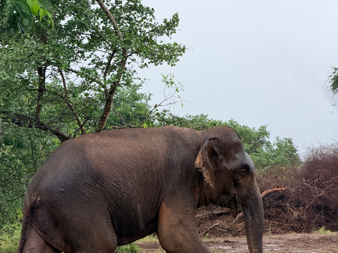 Scenic Ceylon Tours-Polgahawela必去景点