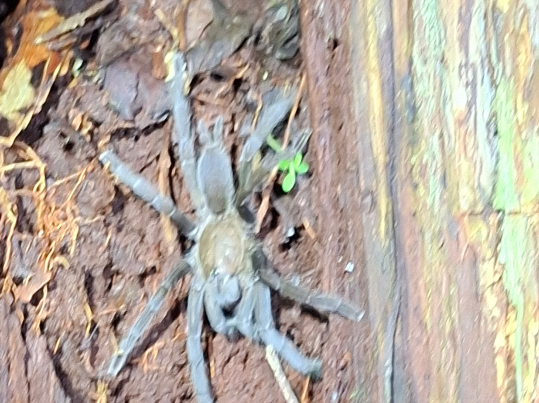 Local Guides - Tanjung Puting-Pangkalan Bun必去景点