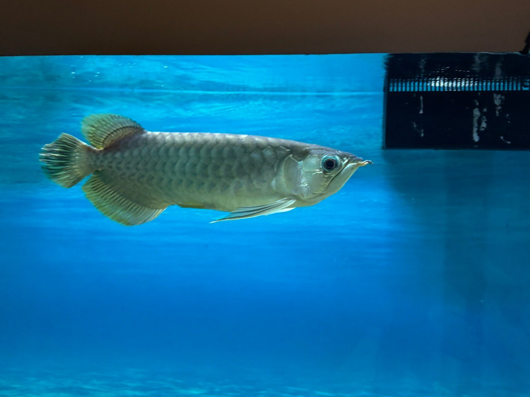 Benz Celebrity Wax Museum-加兰古特必去景点