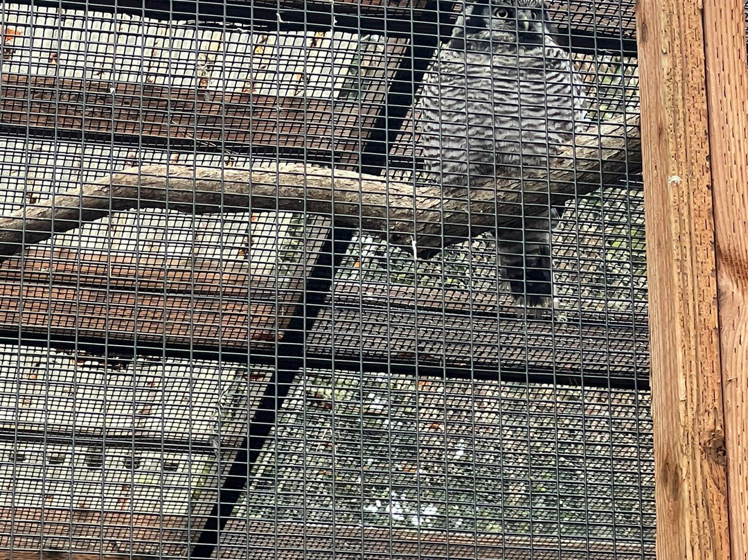 卡斯卡底猛禽中心-尤金必去景点