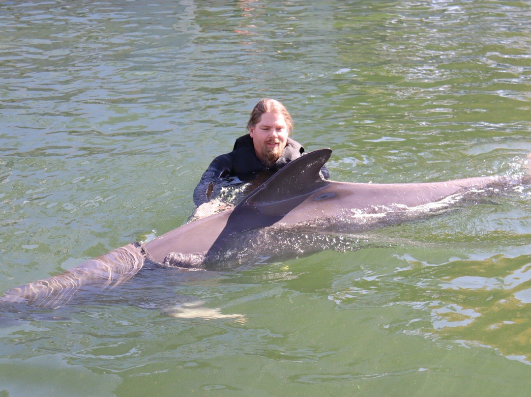 Dolphin Life-拉哥岛必去景点