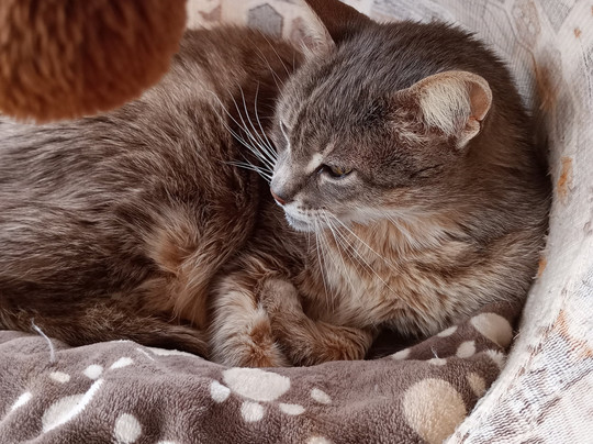 Independence Gardens-斯利马必去景点