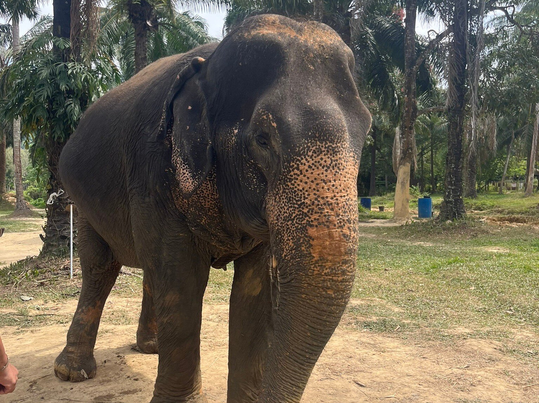 Lanta Elephant Sanctuary-兰塔岛必去景点