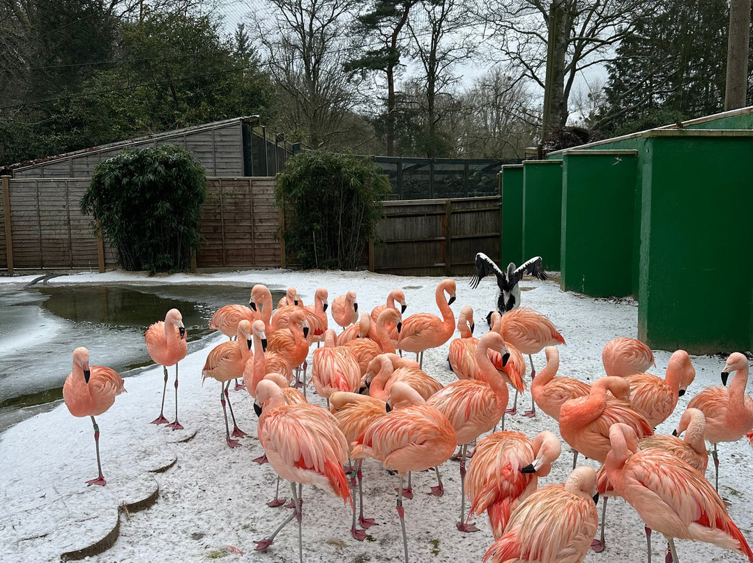 Birdworld-法纳姆必去景点