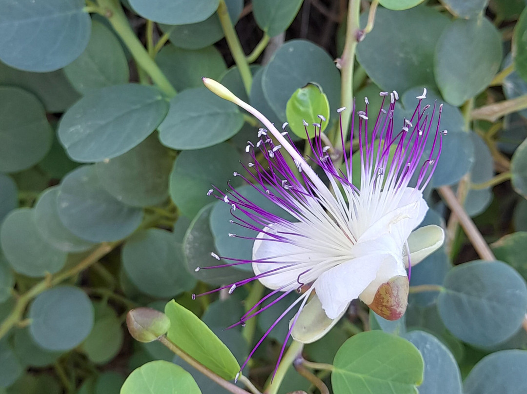 Taxi Santi Vulcano-Isola Vulcano必去景点